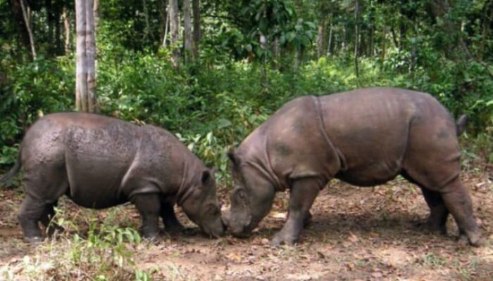 Taman Nasional Ujung Kulon (TNUK), berada di ujung barat Pulau Jawa. Tepatnya berada di Kecamatan Sumur dan Kecamatan Cimanggu, Kabupaten Pandeglang, Provinsi Banten. Kawasan TNUK ini mulanya merupakan daerah pertanian yang hancur karena letusan Gunung Krakatau pada tahun 1883 silam. Akhirnya, lahan tersebut menjadi hutan untuk rumah bagi satwa endemik Indonesia. (Foto: Daeng Yusvin)