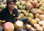 Manfaat Kelapa Merah Untuk Obat dan Kesehatan