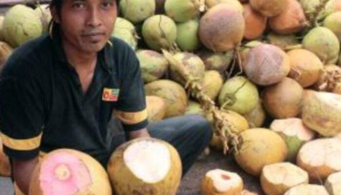 Manfaat Kelapa Merah Untuk Obat dan Kesehatan