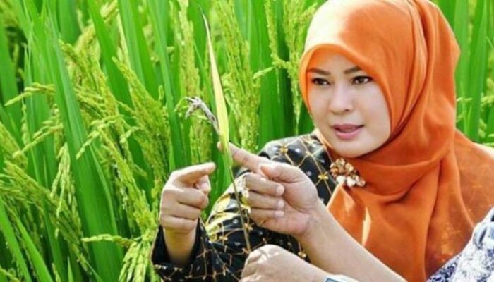 Strategi Antisipasi Krisis Pangan, DPKP Pandeglang Lakukan Gerakan Pangan Murah