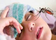 Kasus DBD di Lebak Banten Meningkat, 4 Warga Meninggal Dunia