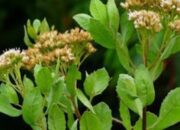 Manfaat Daun Beluntas Luar Biasa untuk Obat dan Kesehatan