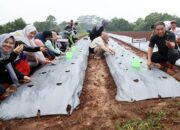 Pj Ketua TP PKK Provinsi Banten Tine Al Muktabar Gencarkan Pemanfaatan Lahan Pekarangan