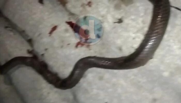 Asik Bermain Dalam Rumahnya, Balita di Tangerang Banten Meninggal Dipatuk Ular Kobra