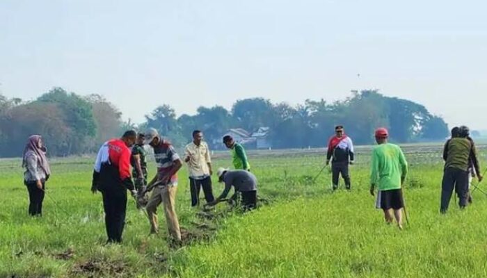 Musim Tanam Padi, Camat Cibitung Bekasi bersama Warga Berburu Tikus