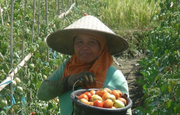 Petani Tomat
