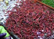 Harga Bahan Pokok di Pasar Badak Pandeglang Banten Naik 200 persen