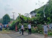 Breaking News – Pohon Besar Tumbang di Halaman Perpustakaan Subang Jalan Ahmad Yani, 1 Orang Tertimpa Dikabarkan Luka Parah