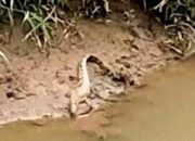 Warga Tarumajaya Bekasi Dihebohkan Buaya Bantaran Kali Naik ke Darat