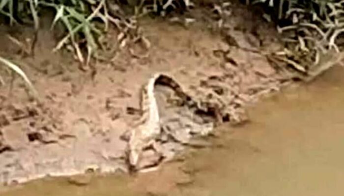 Warga Tarumajaya Bekasi Dihebohkan Buaya Bantaran Kali Naik ke Darat