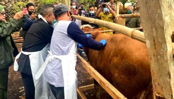 Waspada! Puluhan Warga DIY Suspect Antraks, 1 Meninggal Dunia