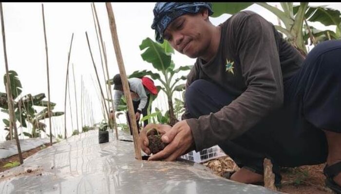 Memperingati HPN 2024, Wartawan Petani Tanam 10.000 Bibit Cabai