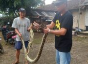 Warga Perumahan GPA Dalung di Serang Banten Tiap Hari Diteror Ular Sanca dan Biawak