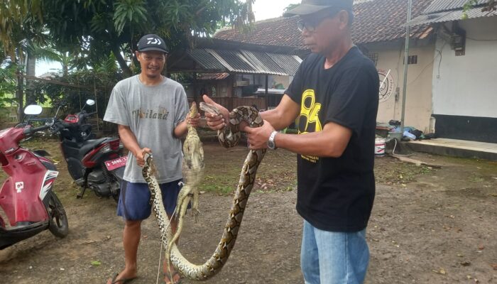 Warga Perumahan GPA Dalung di Serang Banten Tiap Hari Diteror Ular Sanca dan Biawak