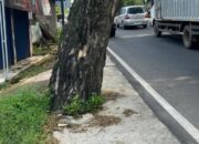 Pelebaran Jalan Nasional Rangkasbitung – Pandeglang, Puluhan Pohon Pelindung Dicor