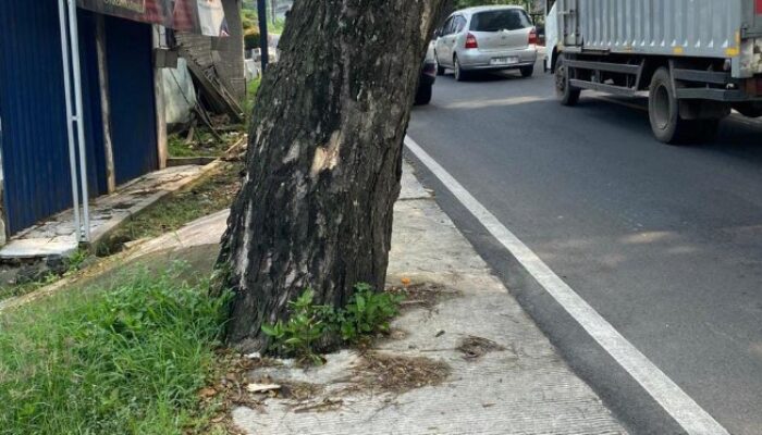 Pelebaran Jalan Nasional Rangkasbitung – Pandeglang, Puluhan Pohon Pelindung Dicor
