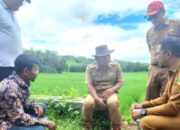 Dampak Kemarau, Ribuan Hektar Sawah Petani di Pandeglang Banten Terancam Gagal Panen