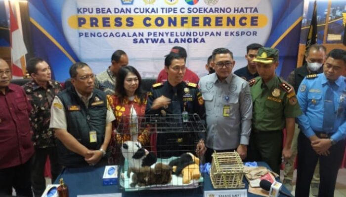 Bea Cukai Gagalkan Penyelundupan 3 Ekor Primata Langka di Bandara Soekarno-Hatta