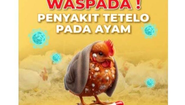 Waspadai Penyakit Tetelo pada Unggas, DKPP Kota Cilegon Siapkan Vaksin ND