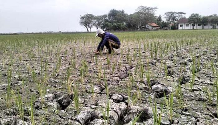 Sinergi dengan Distan, Dinas SDABMBK Diminta turun Atasi Kekeringan Lahan Pertanian