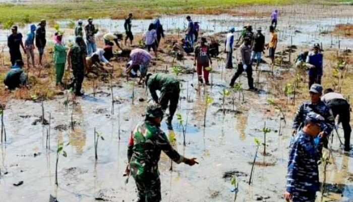 Jaga Kelestarian Alam, Kodim 0602/Serang Tanam 1000 Mangrove di Pesisir Pantai