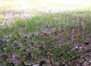 Hektaran Sawah di Bekasi Alami Kekeringan Akibat Kemarau Pasokan Air Sungai Tidak Ada