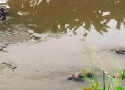 7 Mayat Mengapung di Kali Bekasi Diduga Remaja Tawuran Lari dari Kejaran Polisi, 2 Orang Belum Ditemukan