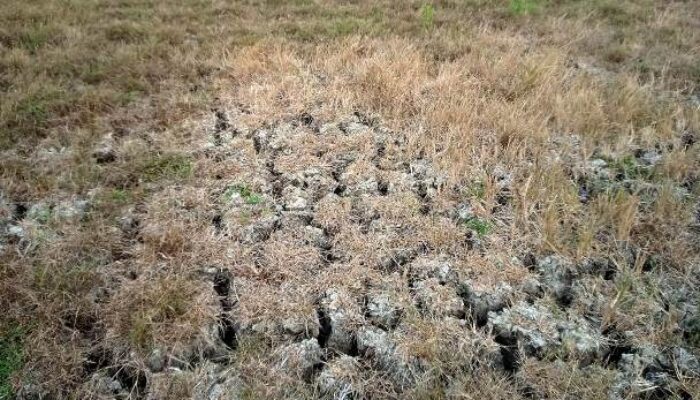 Petani Sukakarya Bekasi Menjerit Sawah Kering Tak Ada Pasokan Air