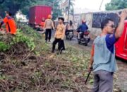 Pohon Tumbang akibat Hujan Deras Angin Kencang di Cilegon, Akses Jalan Merak – Cilegon Tertutup