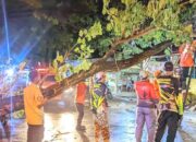 Pohon Tumbang Timpa Kabel dan Rumah Warga, Masyarakat Diimbau Hubungi Markas BPBD Cilegon (0254) 7870720