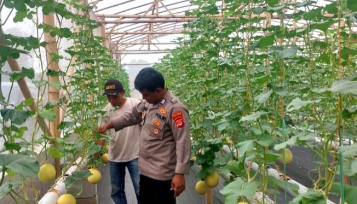 Waka Polres Serang Polda Banten Pantau Warbin dan Pertanian Program Ketahanan Pangan
