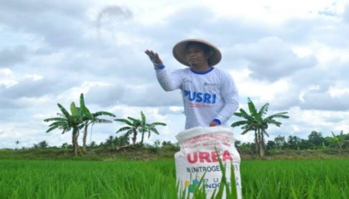 Tahun Depan Pupuk Bersubsidi Disalurkan, Ini Syarat Petani Penerimanya
