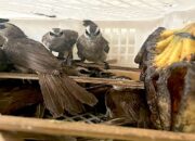 Karantina Merak Banten Lepas Liarkan 700 Ekor Burung Hasil Tangkapan Penyelundup