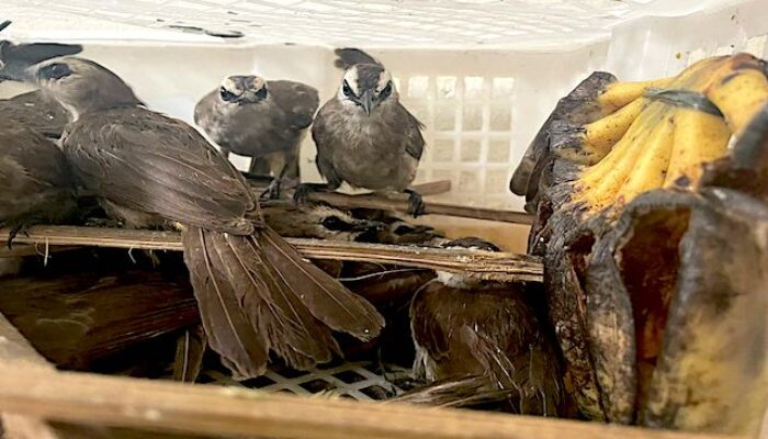 Karantina Merak Banten Lepas Liarkan 700 Ekor Burung Hasil Tangkapan Penyelundup