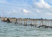 Hari Ini Pagar Laut di Pesisir Tangerang Utara Dibongkar Pasukan Gabungan