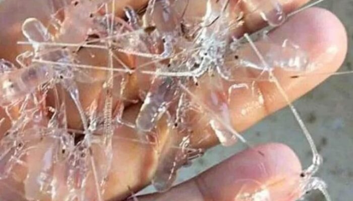 Polresta Bandara Soetta Gagalkan Upaya Penyelundupan Benih Lobster Senilai 1,8 Miliar 