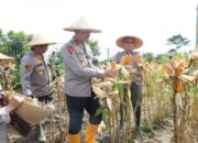 Dukung Program Asta Cita Swasembada Pangan, Kapolda Banten Panen Raya Jagung 60 Hektar