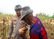 Kapolres Serang Banten Panen 40 Ton Jagung Hasil Bercocok Tanam Bersama Petani