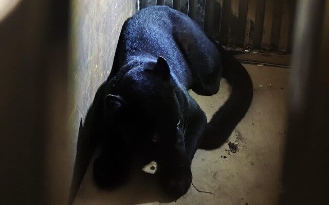 Macan Kumbang Teror Warga, Diamankan Polsek Mancak Serang Banten