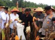 Bukti Komitmen Menuju Swasembada Pangan Berkelanjutan, Gubernur Andra Soni Panen Raya Jagung Bersama Kapolres Condro Sasongko