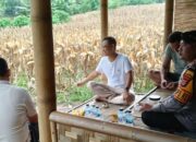 Kapolres Serang Pantau Lahan Jagung yang Akan Dipanen Gubernur dan Kapolda Banten