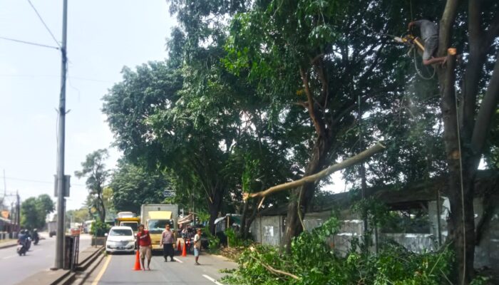 Antisipasi Pohon Tumbang, Personel Polsek Kedungwaringin Amankan Kegiatan Penebangan di Jalur Pantura  