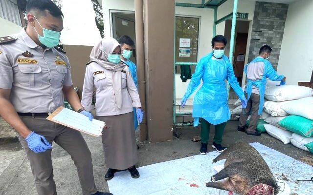 Barantin Gagalkan Penyelundupan Daging Babi Hutan Sekitar 2.9 Ton