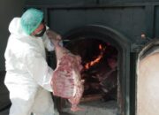 Barantin Musnahkan 2,9 Ton Daging Babi Hutan Tidak Bersertifikat
