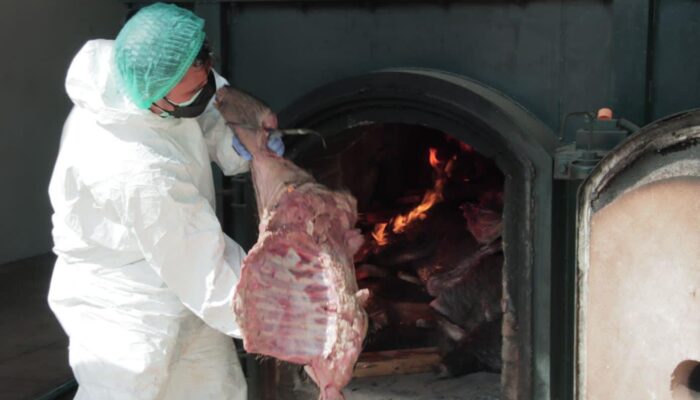 Barantin Musnahkan 2,9 Ton Daging Babi Hutan Tidak Bersertifikat
