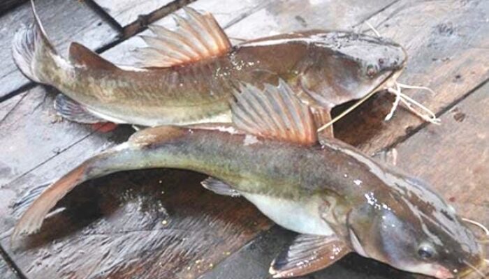 Beberapa Manfaat Mengkonsumsi Ikan Baung untuk Kesehatan Tubuh