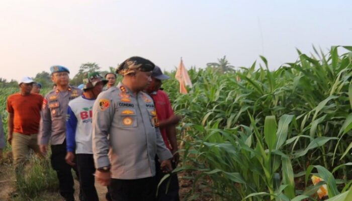 Kapolres Condro Sasongko Tinjau Tanaman Jagung Program Ketahanan Pangan