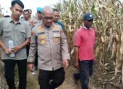 Polres Serang Banten Siap Panen ke 2 Program Swasembada Pangan Nasional 22 Hektare