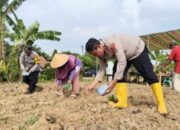 Dukung Program Pemerintah, Polsek Cikande Serang bersama BUMDes Ketos Penanaman Jagung 