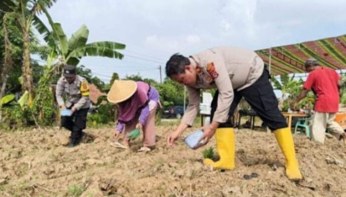 Dukung Program Pemerintah, Polsek Cikande Serang bersama BUMDes Ketos Penanaman Jagung 